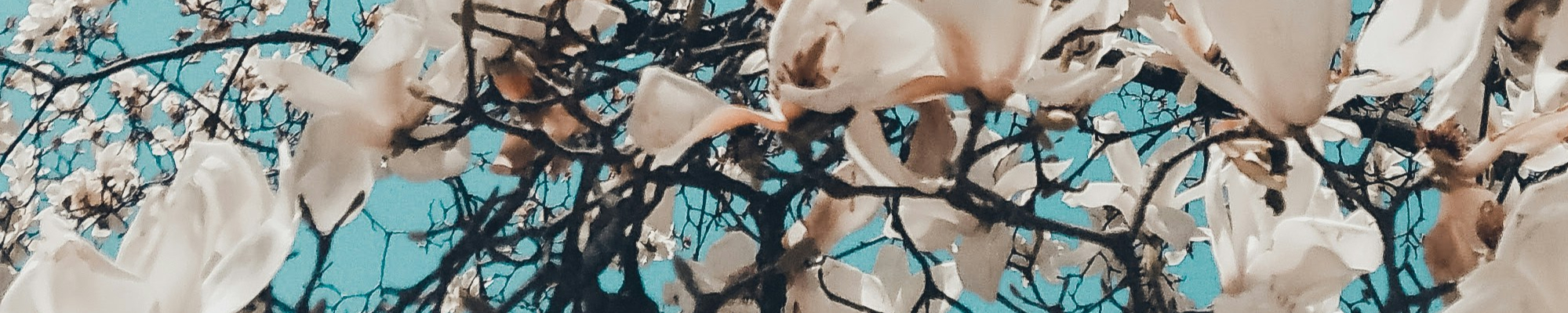 Home Header 2